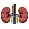 Kidney Scams