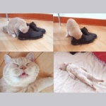 ali_992_cqvea